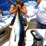 Ahi Wipsaw Sport