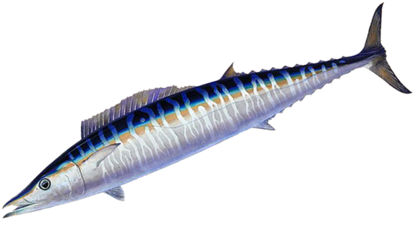 another name for wahoo fish another name for wahoo fish