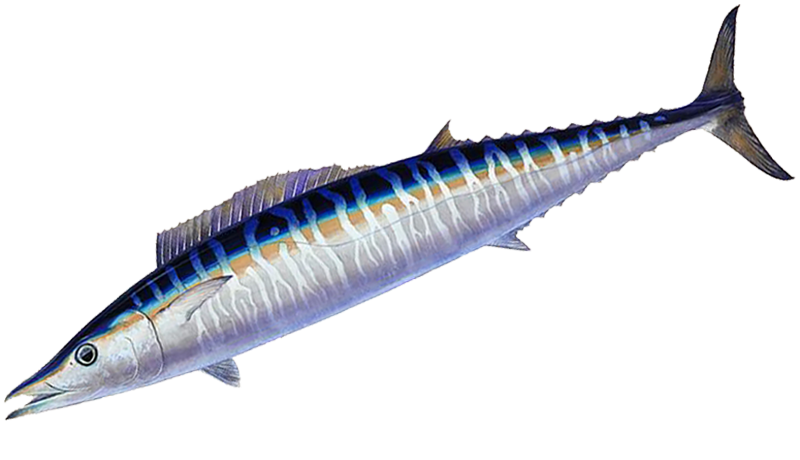 https://whipsawsportfishing.com/wp-content/uploads/2020/12/Wahoo-Ono-Fishing3.png