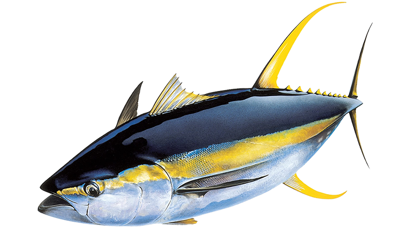 Hawaiian Yellowfin Tuna (Pacific) – Today's Catch Seafood