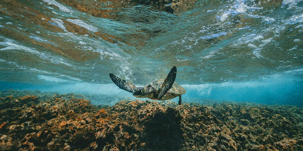 Hawaii Marine Wildlife Viewing Boat Tour fishing charters