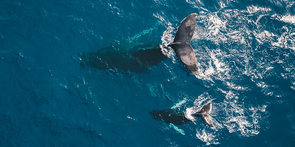 Hawaii Whale Watching Boat Tours fishing charters