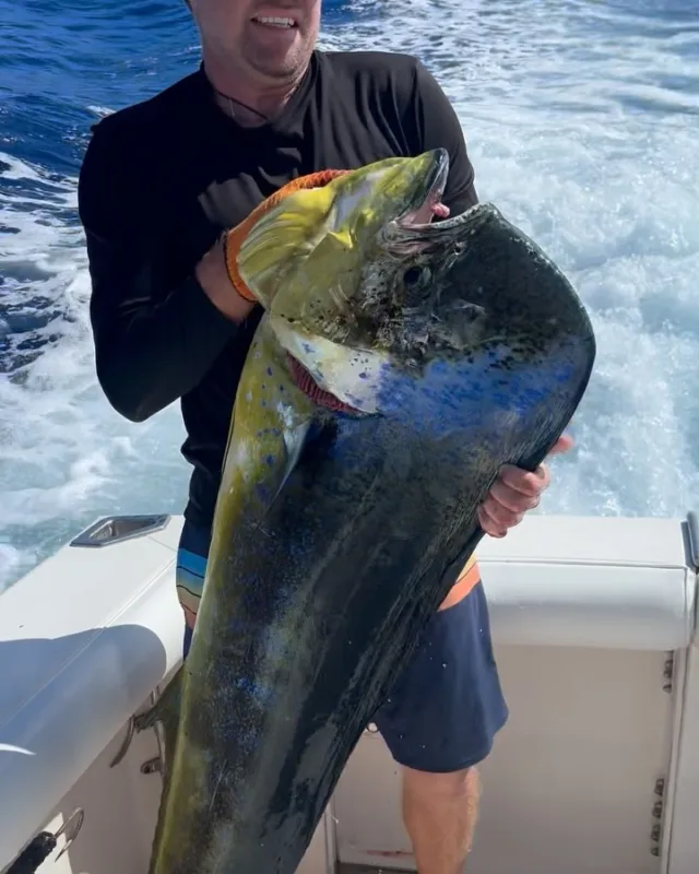 58 Pound Bull Yesterday!!

Congrats to the Smith Family on their unforgettable catch! 

#fishing #deepseafishing #sportfishing #whipsawsportfishing #mahi #ono #marlin #ahi #oahu #hawaii #waikiki