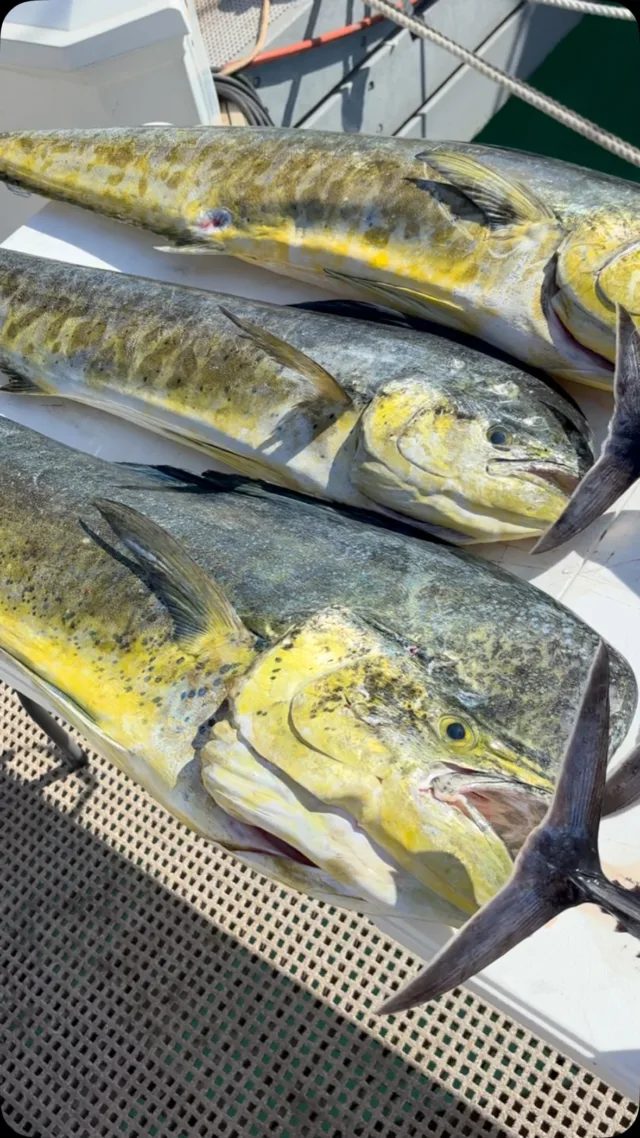 Fun day on the Whipsaw! Mahi Mahi, aku, and a couple marlin bites mixed in. 

Call us at 808-393-2000 to book your deep sea fishing charter!

#fishing #deepseafishing #sportfishing #whipsawsportfishing #mahi #ono #marlin #ahi #oahu #hawaii #waikiki